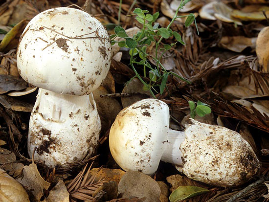 Amanita ocreata - Fungi species | sokos jishebi | სოკოს ჯიშები
